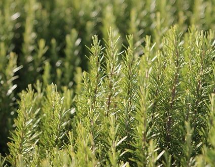 rosemary plant